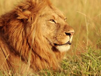 Rüyada Aslan Görmek - www.anlamine.com.tr