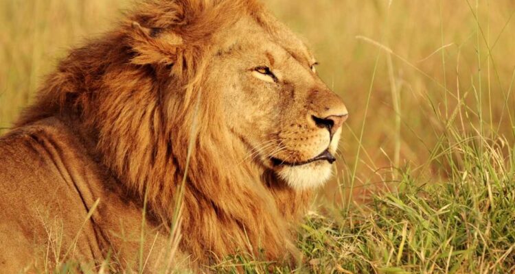 Rüyada Aslan Görmek - www.anlamine.com.tr