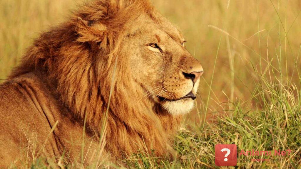 Rüyada Aslan Görmek - www.anlamine.com.tr