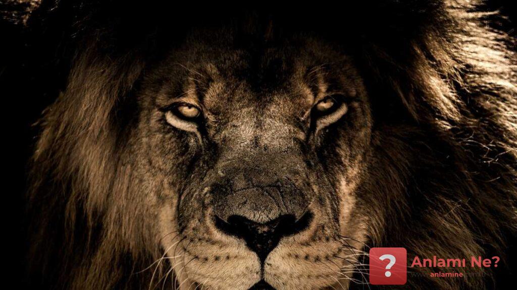 Rüyada Aslan Görmek - www.anlamine.com.tr