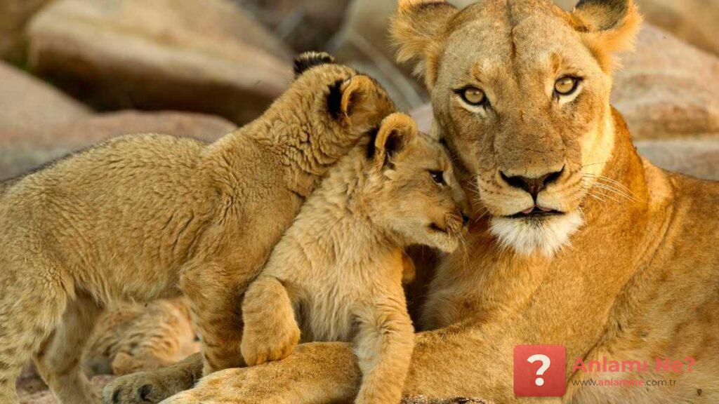 Rüyada Aslan Görmek - www.anlamine.com.tr